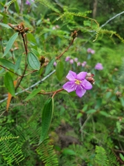 Melastoma malabathricum