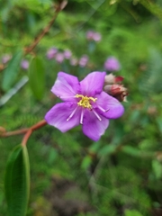 Melastoma malabathricum