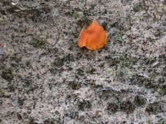 Hygrocybe jackmanii