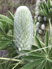 Lupinus triananus
