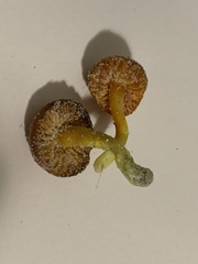 Hygrocybe jackmanii