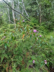 Melastoma malabathricum