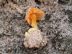 Hygrocybe jackmanii
