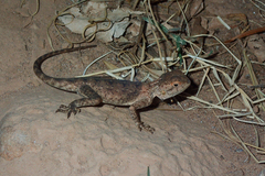 Agama bibronii