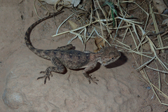 Agama bibronii