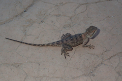 Agama bibronii