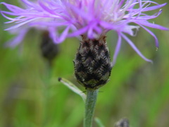 Centaurea ambigua