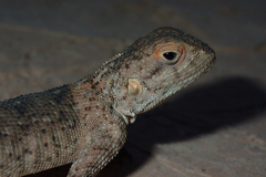Agama bibronii