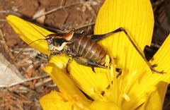 Eupholidoptera mersinensis