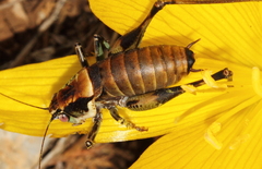 Eupholidoptera mersinensis