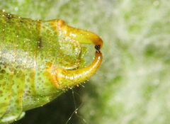 Isophya major