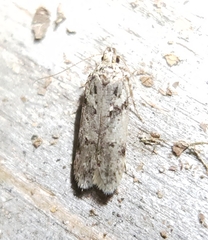 Gelechiini