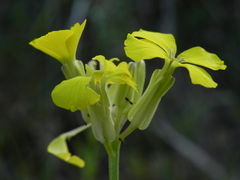 Erysimum pseudorhaeticum