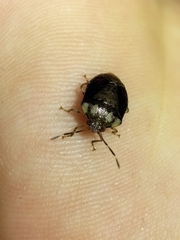 Menidini