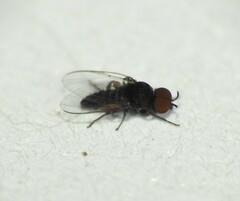 Simuliidae