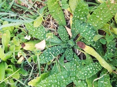 Anchusa variegata