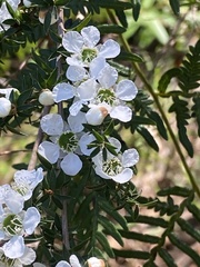 Leptospermum continentale