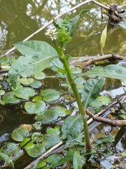 Alternanthera philoxeroides