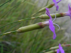 Dianthus longicaulis