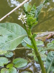 Alternanthera philoxeroides