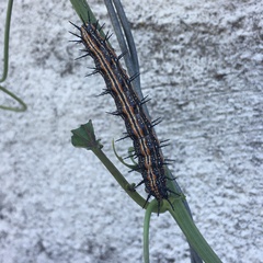 Dione vanillae maculosa