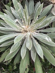 Espeletia corymbosa