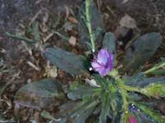 Echium plantagineum