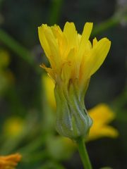 Crepis lacera