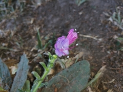 Echium plantagineum