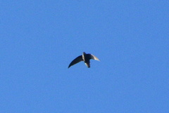 Chaetura meridionalis