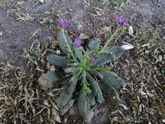 Echium plantagineum