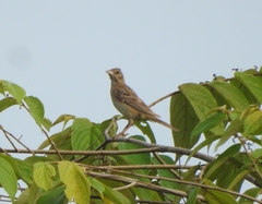 Emberiza melanocephala