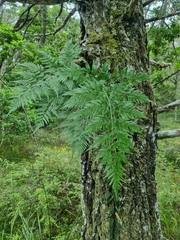 Davallia solida pyxidata