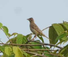 Emberiza melanocephala