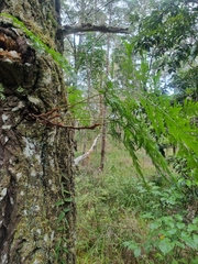 Davallia solida pyxidata