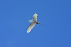 Ardea alba