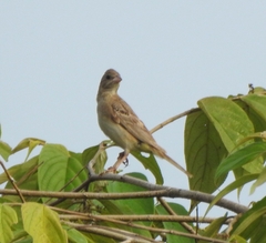 Emberiza melanocephala