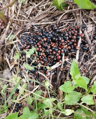 Sehirus cinctus albonotatus