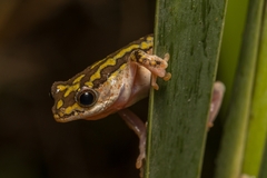 Hyperolius marmoratus marmoratus
