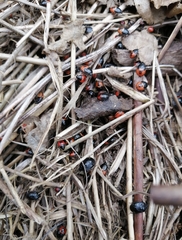 Sehirus cinctus albonotatus