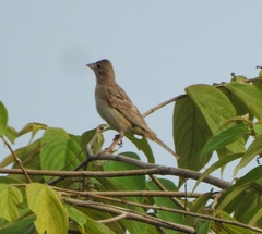 Emberiza melanocephala