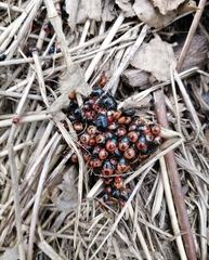 Sehirus cinctus albonotatus