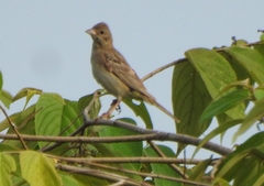 Emberiza melanocephala