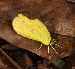 Eurema sari