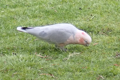 Cacatua sanguinea × Eolophus roseicapilla