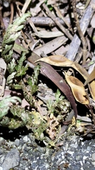 Selaginellaceae
