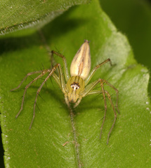 Oxyopes lineatipes