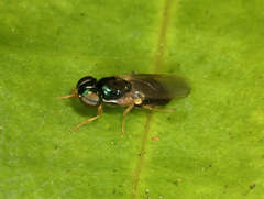 Microchrysa