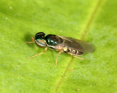 Microchrysa