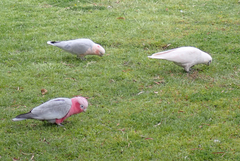 Cacatua sanguinea × Eolophus roseicapilla
